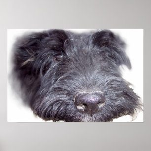 Póster Terrier escocés negro, cabeza de perro cerca de la
