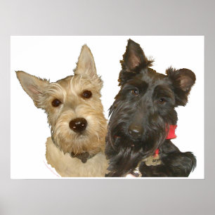 Póster Terriers Escoceses Trigos y Negros