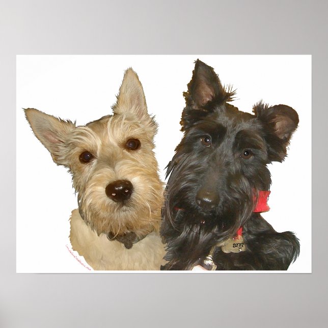 Póster Terriers Escoceses Trigos y Negros (Frente)