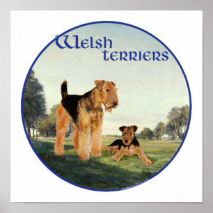 Póster Terriers galeses