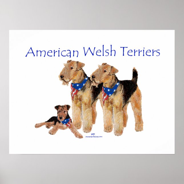 Póster Terriers galeses americanos (Frente)