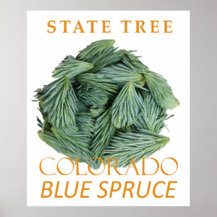 Póster Territorio de Colorado Árbol El Abeto Azul