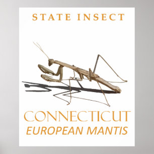 Póster Territorio de Connecticut Insecto Mantis religiosa