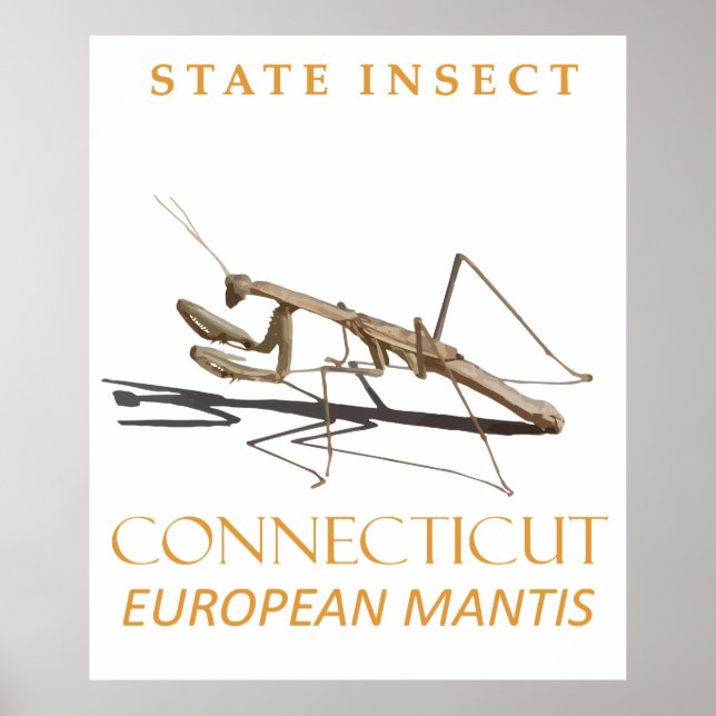 Póster Territorio de Connecticut Insecto Mantis religiosa (Frente)
