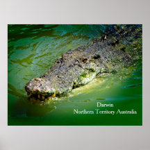 Territorio Norte de Darwin - Poster de cocodrilos