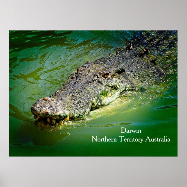 Póster Territorio Norte de Darwin - Poster de cocodrilos (Frente)