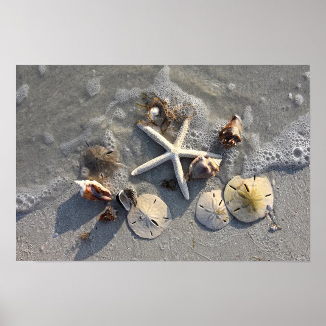 Póster Tesoros de la playa en marea baja (Frente)