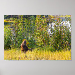 Póster Teton Bear Eating Berries, Wyoming