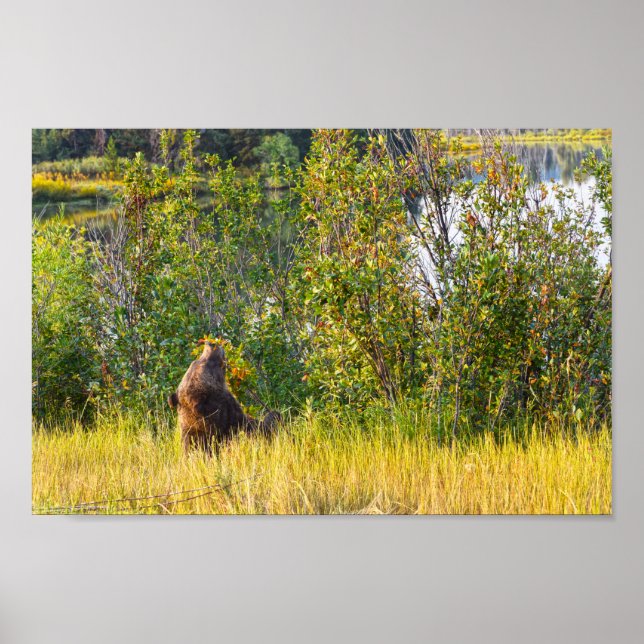 Póster Teton Bear Eating Berries, Wyoming (Frente)