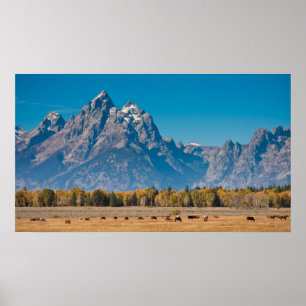 Póster Teton magnífico