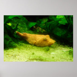 Póster Tetraodon miurus