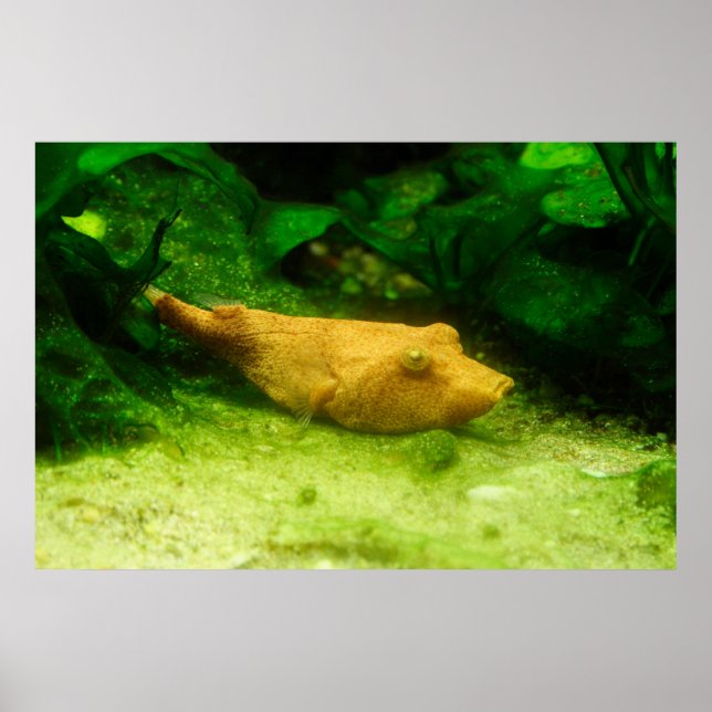 Póster Tetraodon miurus (Frente)