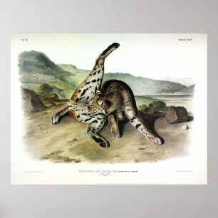 Póster Texan Lynx (Bobcat, Red Lynx) (Lynx Rufus)