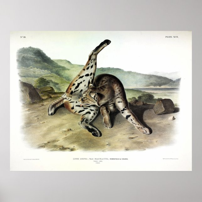 Póster Texan Lynx (Bobcat, Red Lynx) (Lynx Rufus) (Frente)