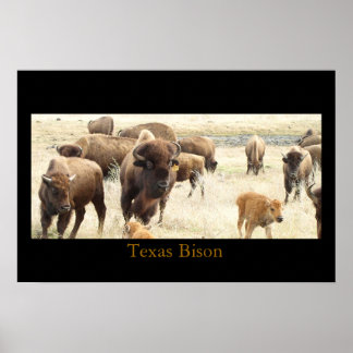 Póster Texas Bison