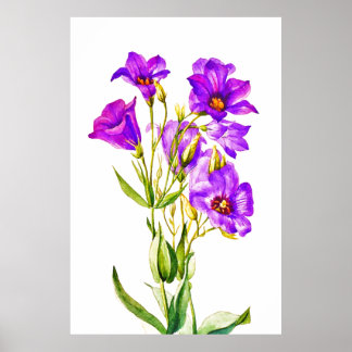 Póster Texas Bluebells Eustoma Russellianum