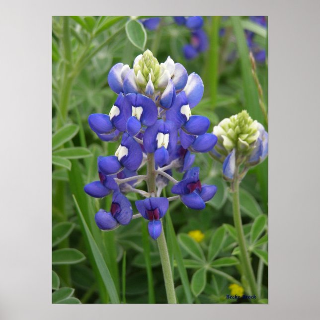 Póster Texas Bluebonnet (Frente)