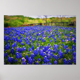 Póster Texas Bluebonnet
