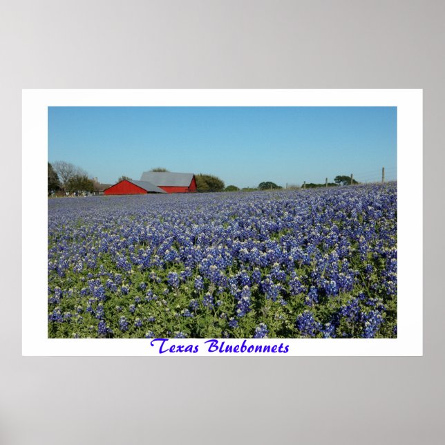 Póster Texas Bluebonnets (Frente)