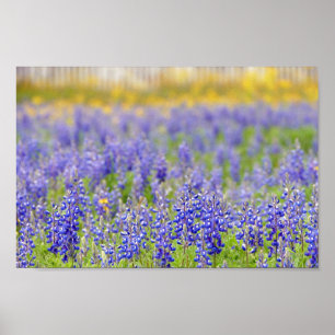 Póster Texas Bluebonnets, condado de Nacogdoches
