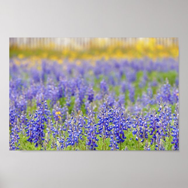 Póster Texas Bluebonnets, condado de Nacogdoches (Frente)