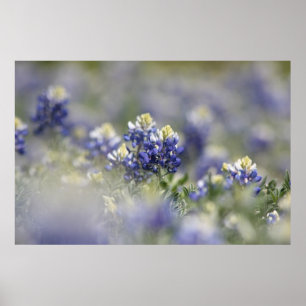 Póster Texas Bluebonnets PhotoSeries #5