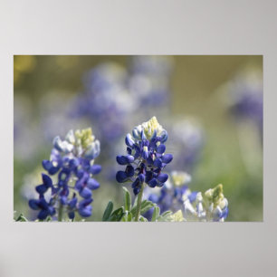 Póster Texas Bluebonnets PhotoSeries #7