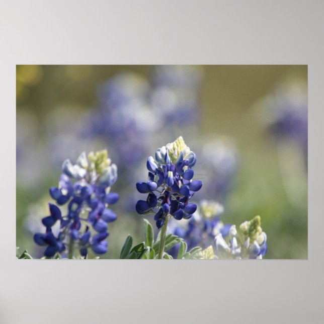 Póster Texas Bluebonnets PhotoSeries #7 (Frente)