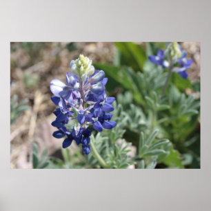 Póster Texas Bluebonnets PhotoSeries #8