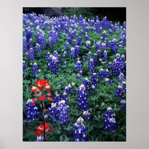 Póster Texas Bluebonnets y pincel indio