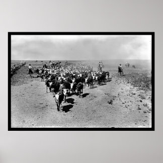 Póster Texas Cattle Drive