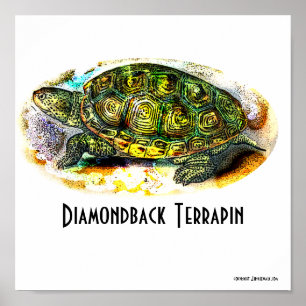 Póster Texas-Diamondback-Terrapin Poster de Junglewalk