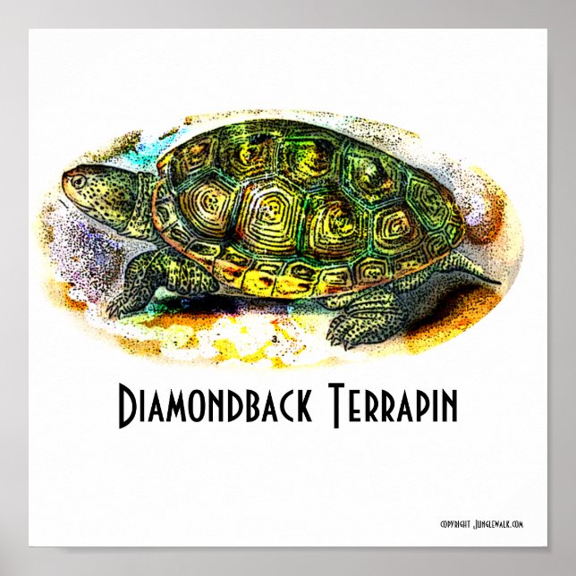Póster Texas-Diamondback-Terrapin Poster de Junglewalk (Frente)