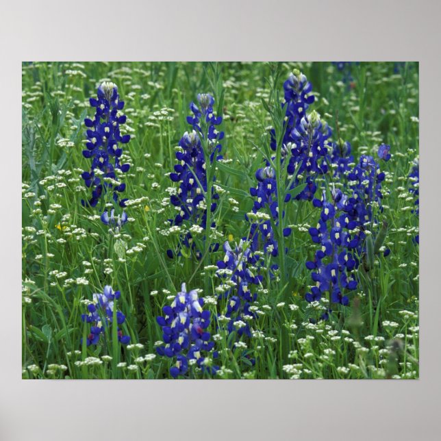 Póster Texas, Lago Buchanan. Texas Bluebonnet y silvestre (Frente)