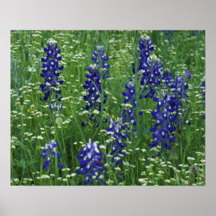 Póster Texas, Lago Buchanan. Texas Bluebonnet y Wild