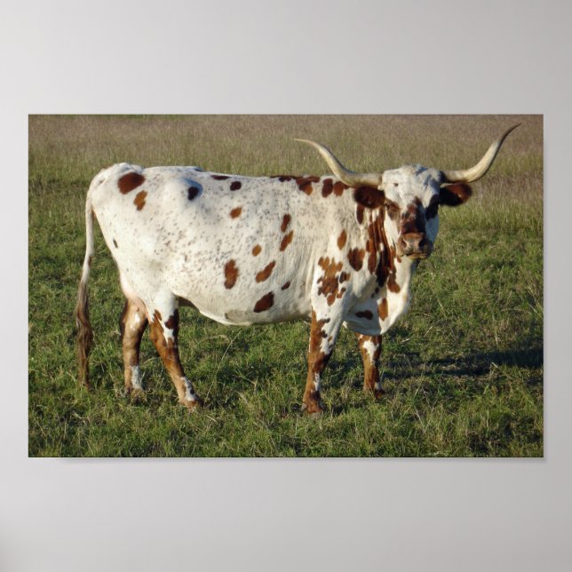 Póster Texas Longhorn (Frente)