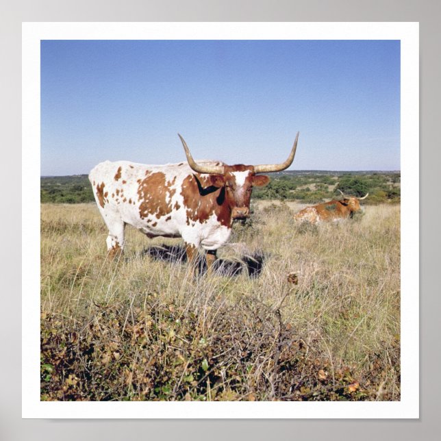 Póster Texas Longhorn Breed (photo) (Frente)