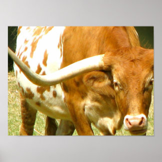 Póster Texas Longhorn Up Close Poster