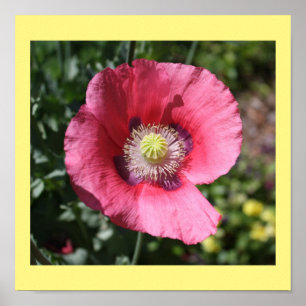Póster Texas Pink Skullcap Print II
