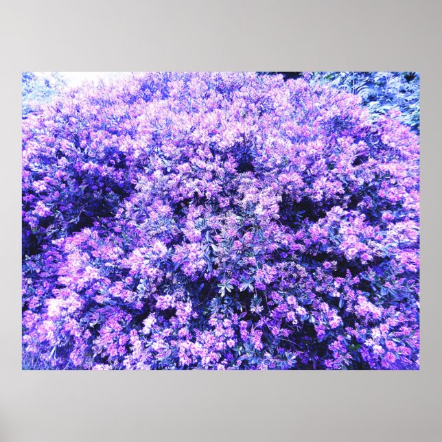 PÓSTER TEXAS SAGE (Frente)