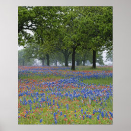 Póster Texas, Texas Hill Country, pincel de Texas y