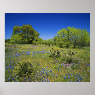 Póster Texas, Texas Hill Country, Vejiga baja,