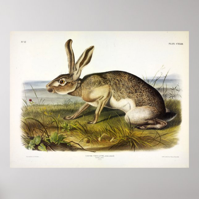 Póster Texian Hare, conejo Jack de cola negra de Audubon (Frente)