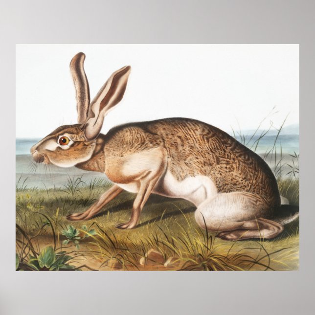Póster Texian Hare (Lepus Texianus) Ilustracion de conejo (Frente)