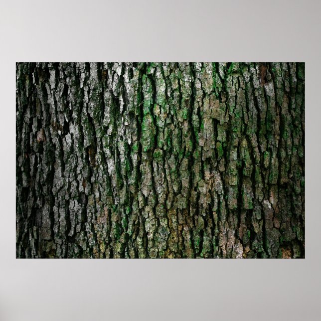 Póster Textura de corteza de árbol (Frente)