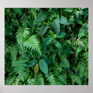 Póster Textura de follaje de hierba verde