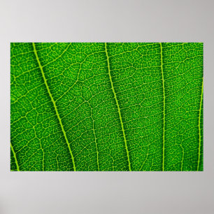 Póster Textura de hoja verde abstracta