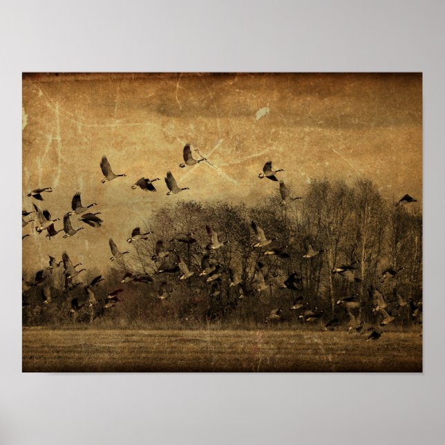 Póster Textura de la vida silvestre de la antigua Sepia d (Frente)
