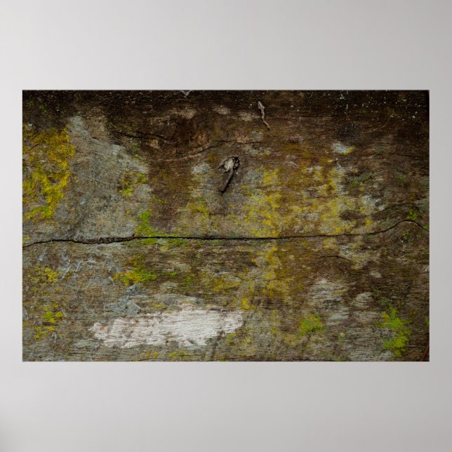 Póster Textura de musgo verde y fondo. abstracto, vivo (Frente)