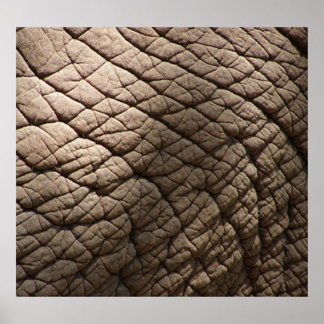Póster Textura De Piel De Elefante Real, Arrugada. (Frente)